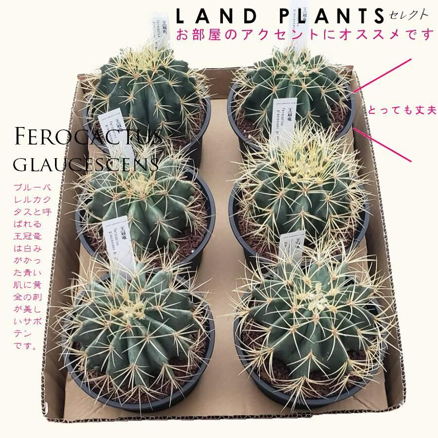 再販可能☆リボンとアジサイのSodaパフュームボトル☆バッグチャーム 再販可能☆リボンとアジサイのSodaパフュームボトル☆バッグチャーム