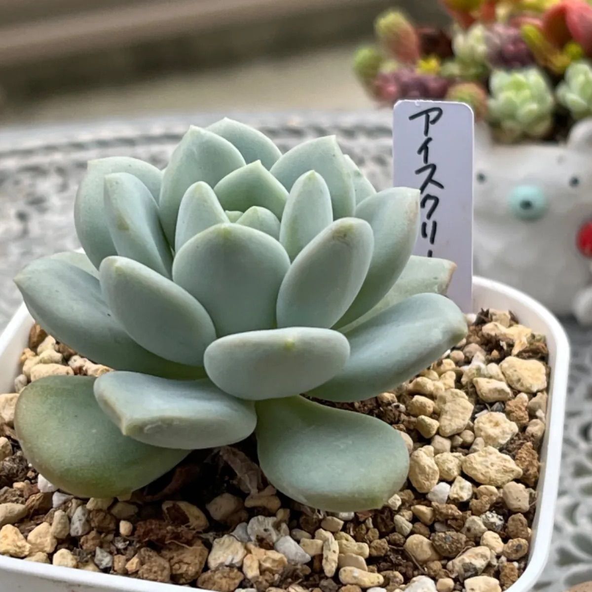 上質で快適 アイスクリーム 多肉植物 抜き苗 5CM 50株 植物/観葉植物