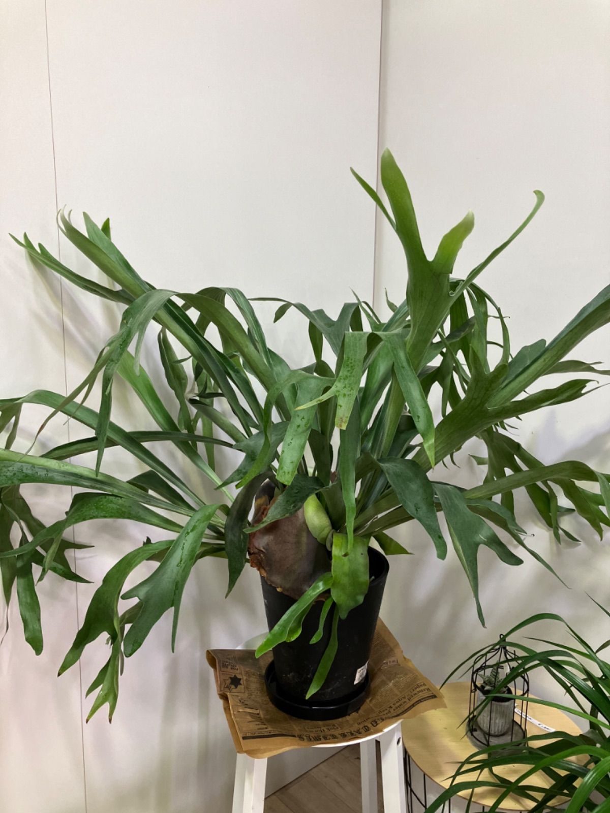 ✿年末セール ジャボチカバ 四季成り 大葉系 サバラ 実生苗10年以上経過(6) ジャボチカバ 四季成り 大葉系 サバラ 実生苗10年以上経過(6) SALE