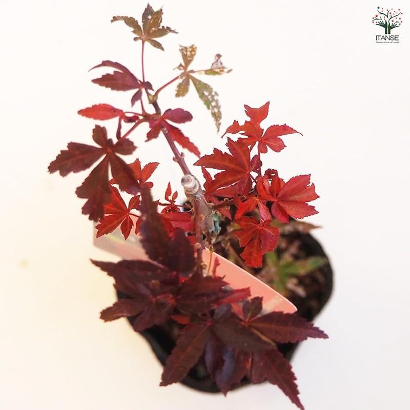 品種で選べる花木苗