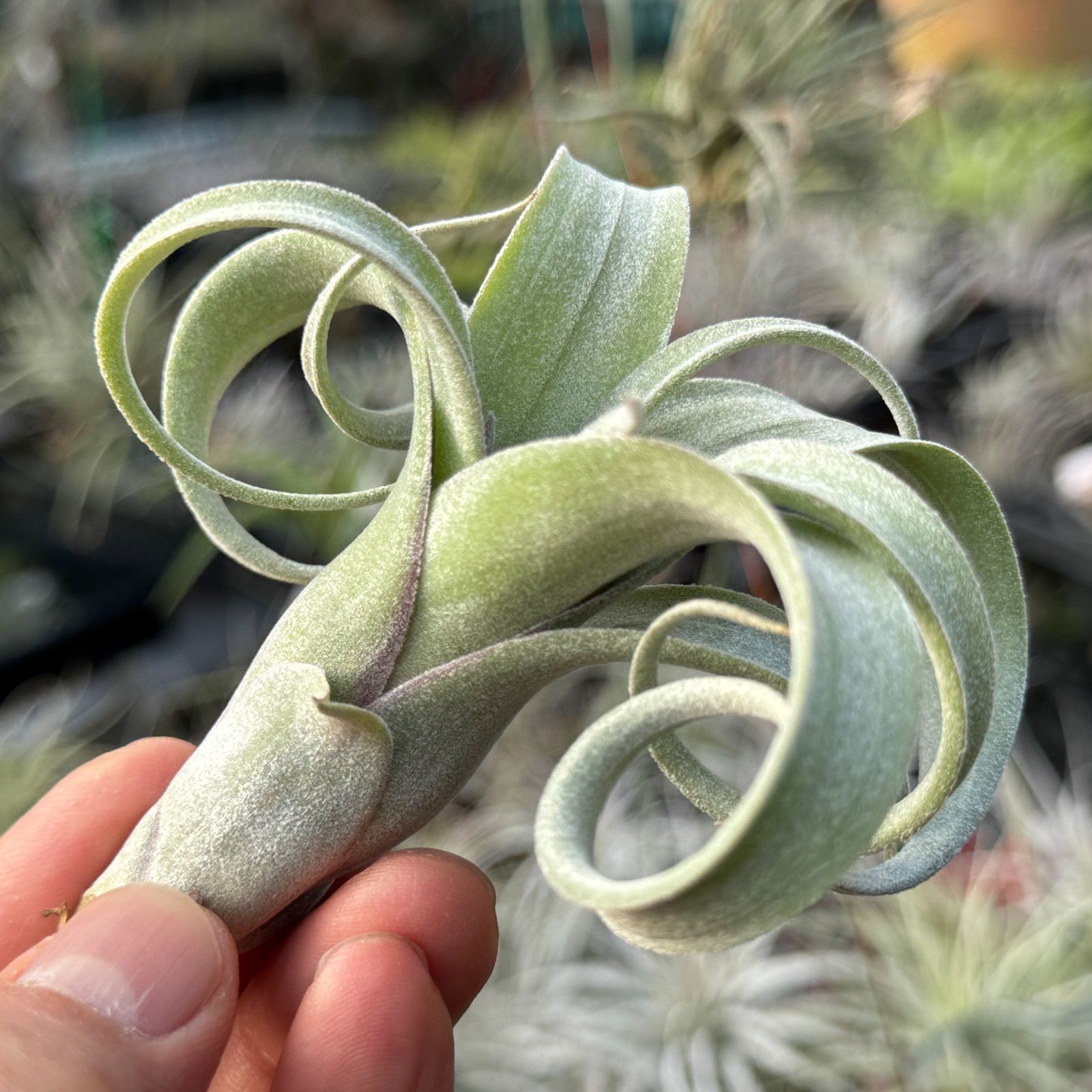 【チランジア カーリースリム】親株はヴィヴィパラ？希少 エアープランツ チランジア カーリースリム】親株はヴィヴィパラ？希少 エアープランツ