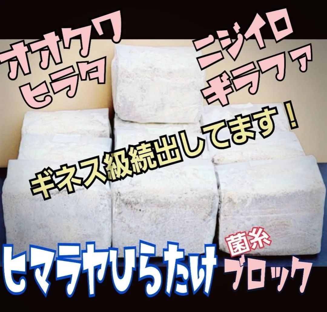 ヒマラヤひらたけ菌糸ブロック