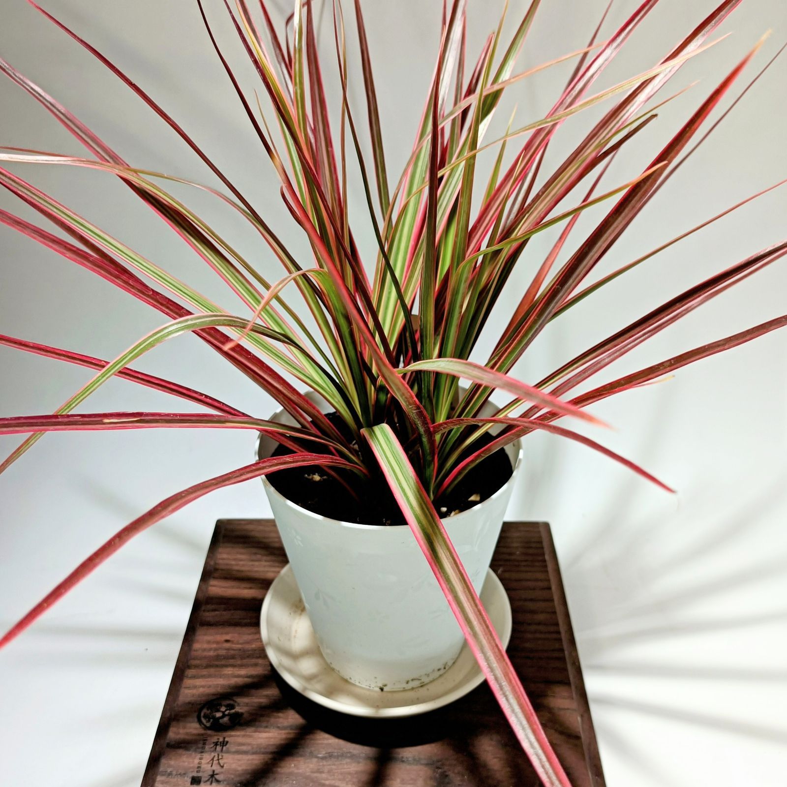 ⭐ドラセナ ・コンシンネ⭐3点セット ドラセナ・コンシンネ 3号 3種3ポットセットの通販 | GreenSnap