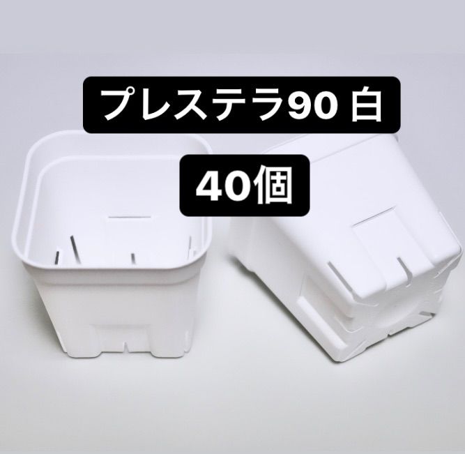 スリット鉢】プレステラ90白40個 他 多肉植物 - フラワー/ガーデン