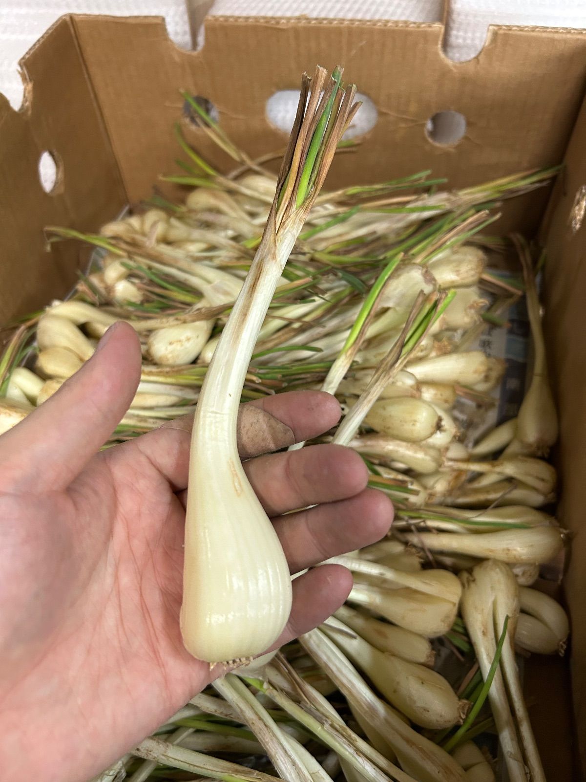 食品 【ちゃーりー様専用】沖縄 伊江島特産 島らっきょう 5kg