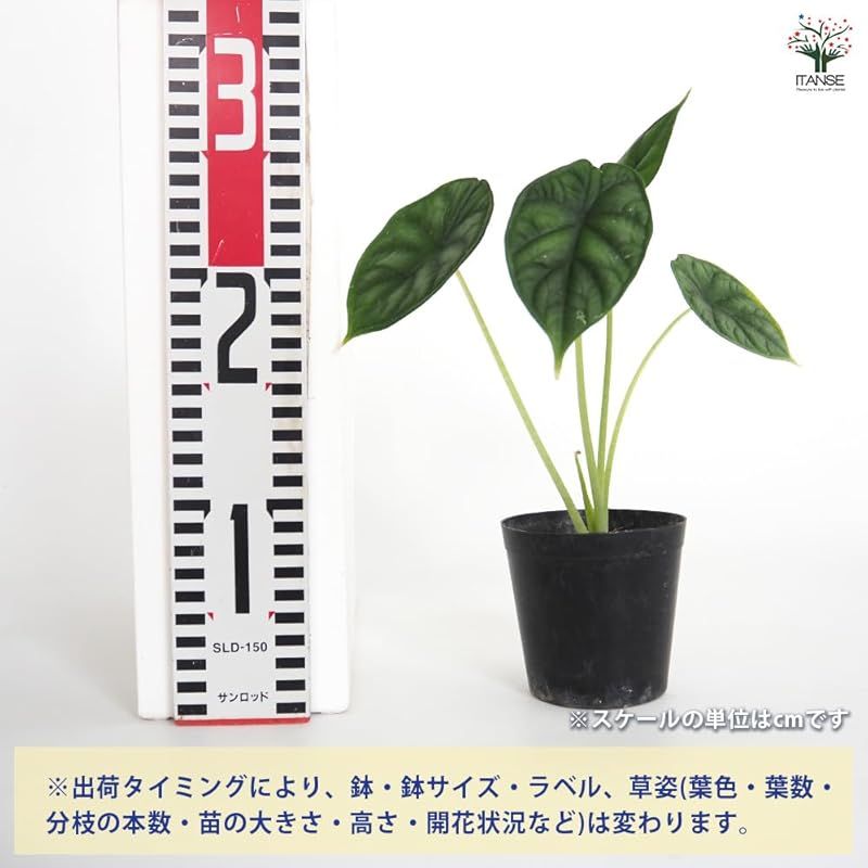 Scale タイプ