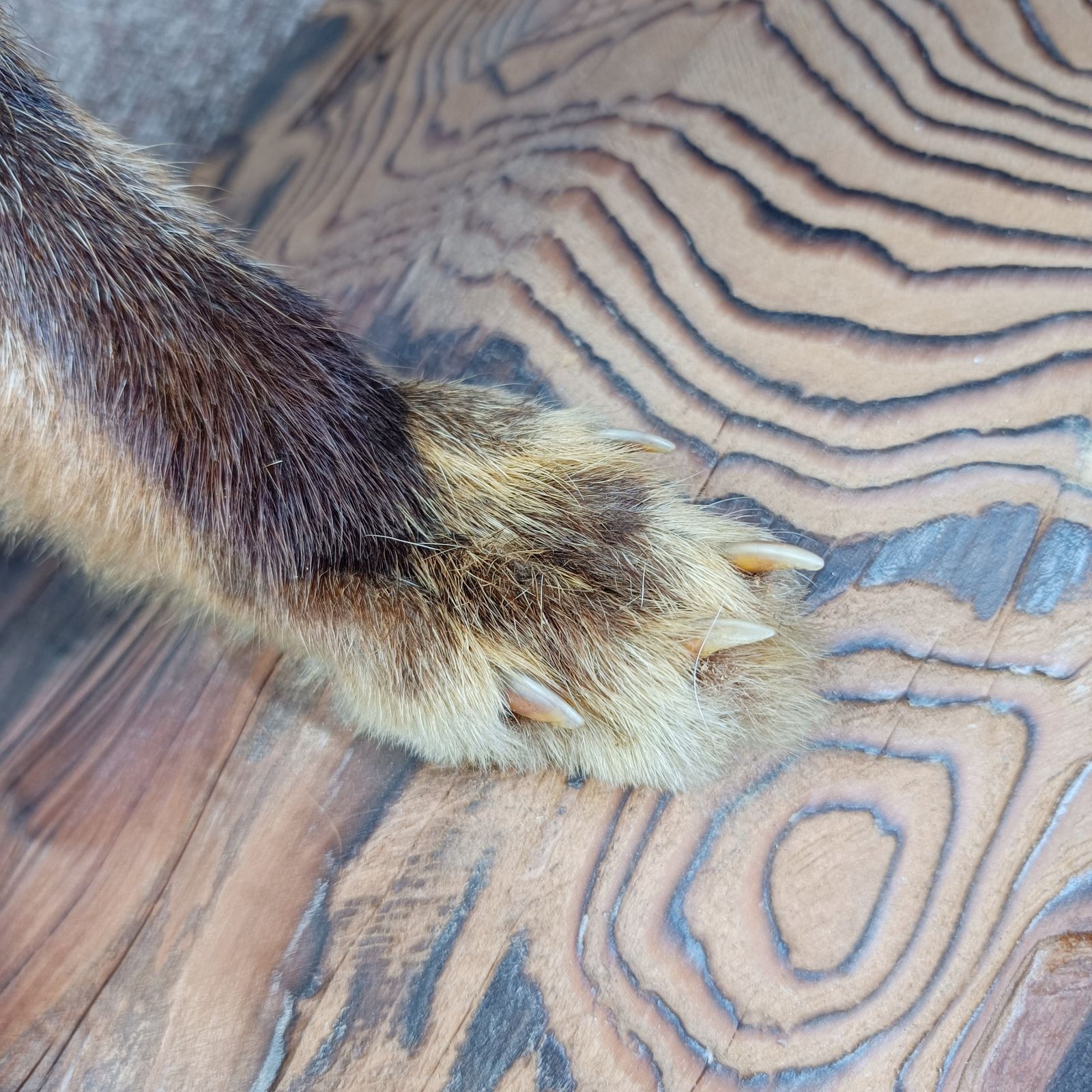 本州送料割あり】キツネ きつね 剥製 はく製 小林伯鳥作？ 動物 置物