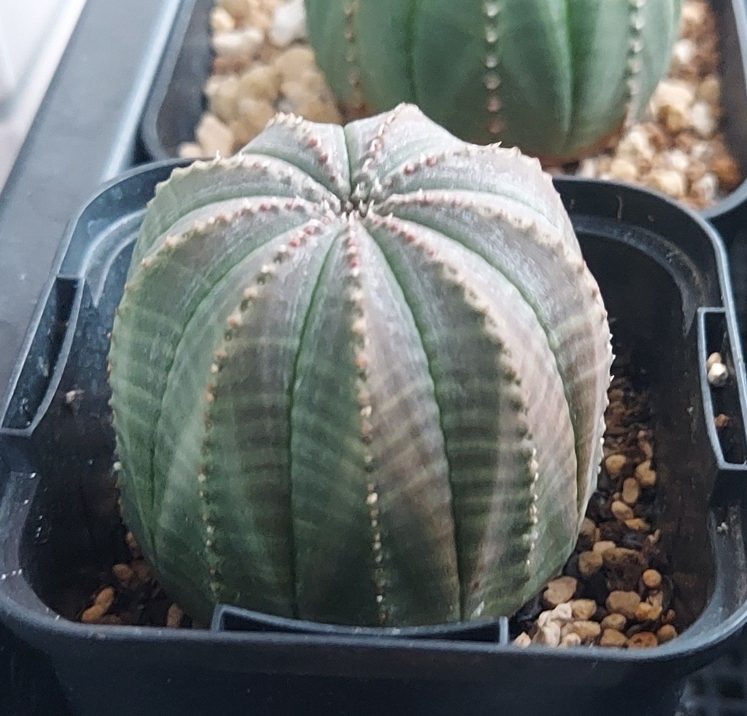 希少】【９稜】ユーフォルビア オベサ / Euphorbia obesa - メルカリ