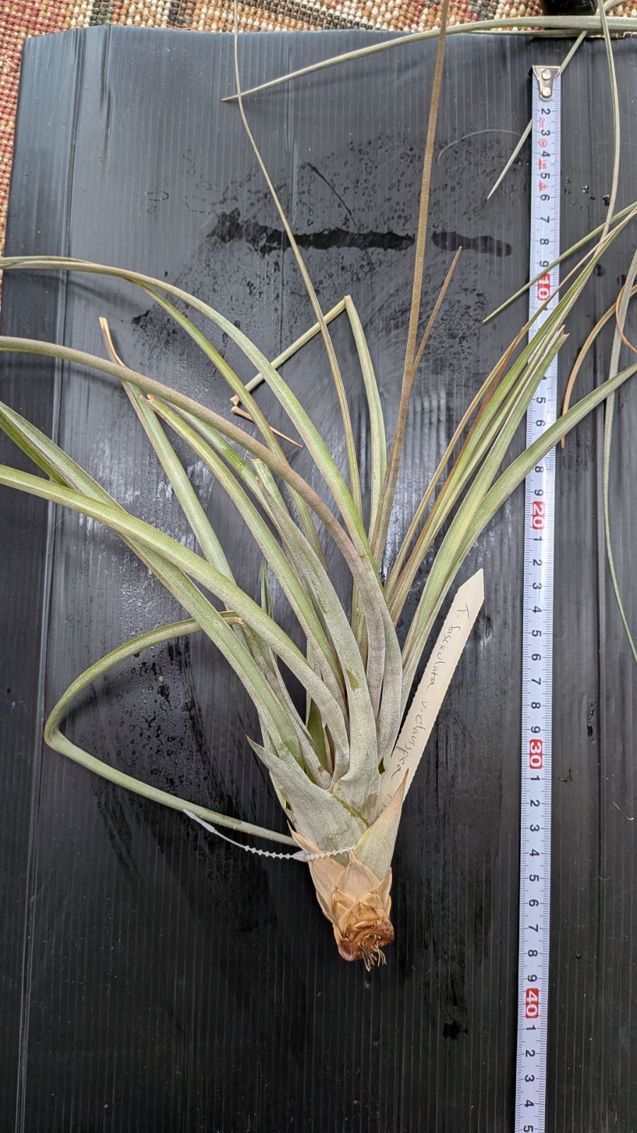 輪島塗 鈴谷鐵五郎 香合 螺鈿細工 内梨地