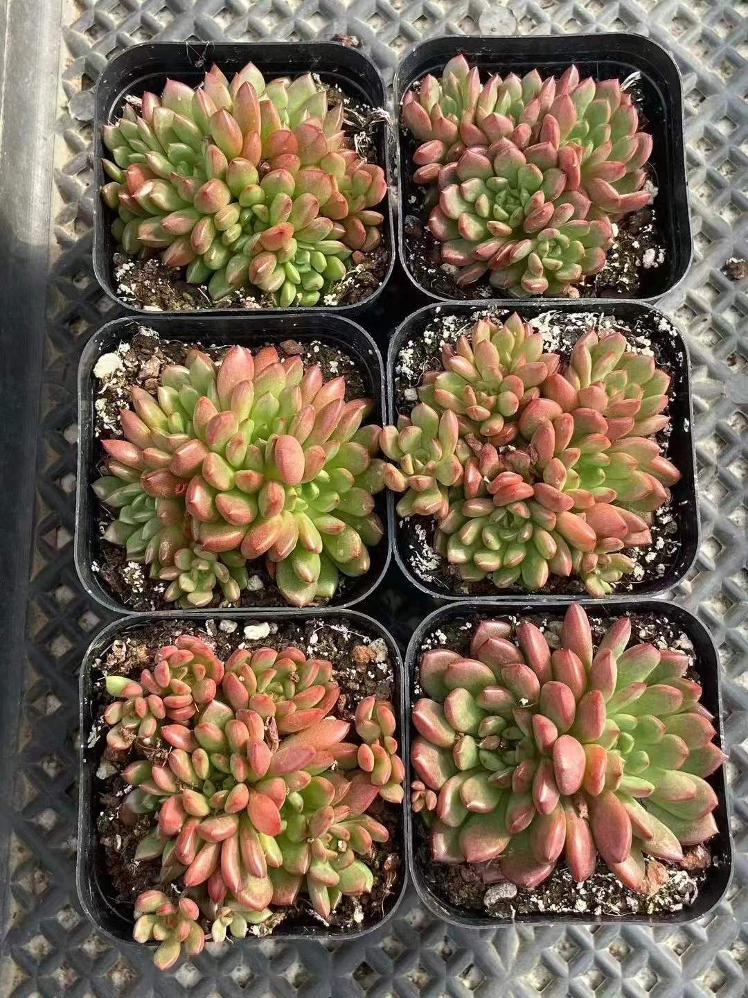 LL2413×70 ルビークラスター 抜き苗 多肉植物 アエオニウム エケベリア 韓国苗 WWW_OLIVIERBERNSTEIN_COM