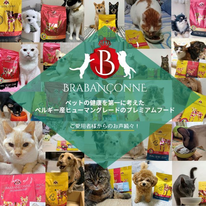 公式アウトレット】 ブラバンソンヌ 猫用 キャットフード オーシャンフィッシュ 1kg（50ｇ×20袋） 小分け 小袋 （ 訳アリ アウトレット品  賞味期限間近 2024/9/19） メルカリ