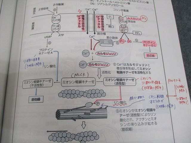 現役生向けコース｜薬ゼミ オンライン教室