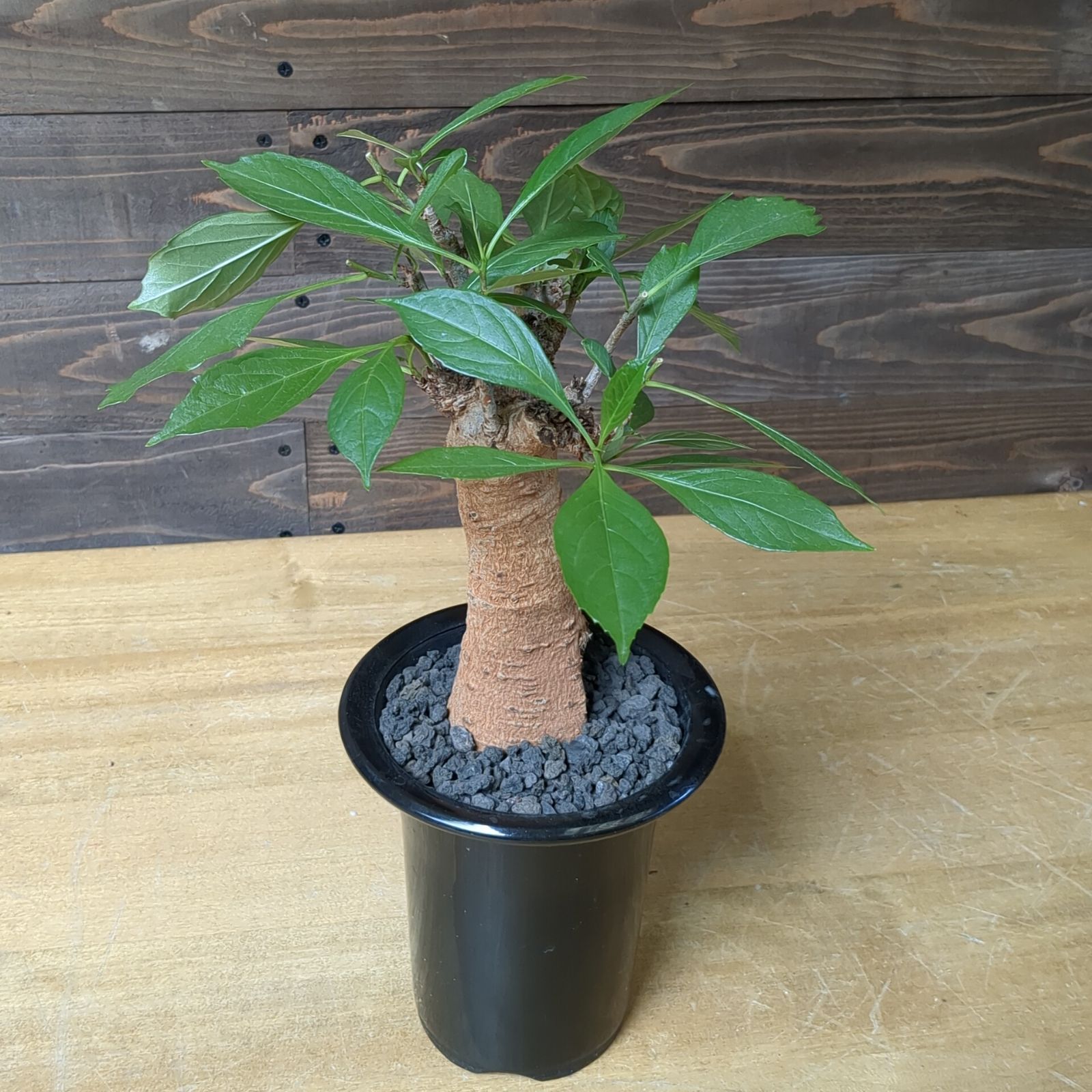 バオバブ5年物 バオバブ 極太【4〜5年モノ】早いもの勝ち 鉢のまま発送 - メルカリ