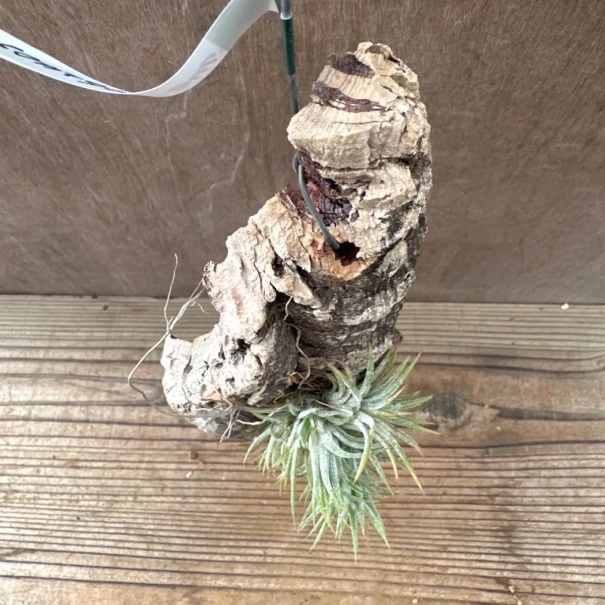 チランジア イオナンタ コルク付け③ Tillandsia ionanthaティランジア エアプランツ エアープランツ 現品 観葉植物 観葉 植物  珍奇植物 珍奇 珍しい レア 希少 ハンギング 吊るす 吊り下げ - メルカリ