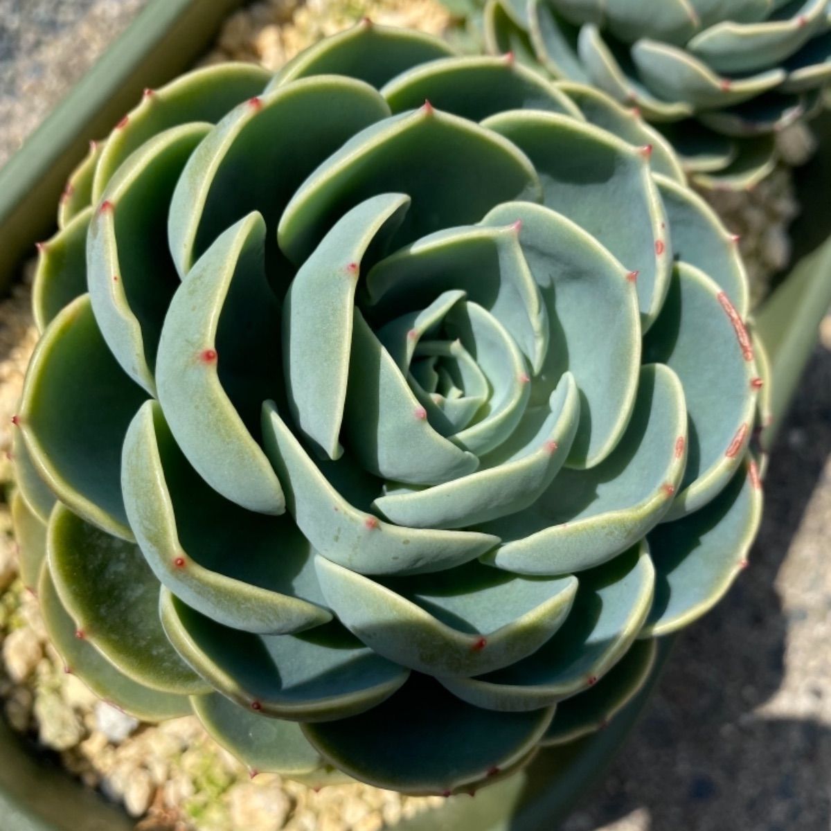 メルカリshops 七福神 大 子株６個と花芽 多肉植物