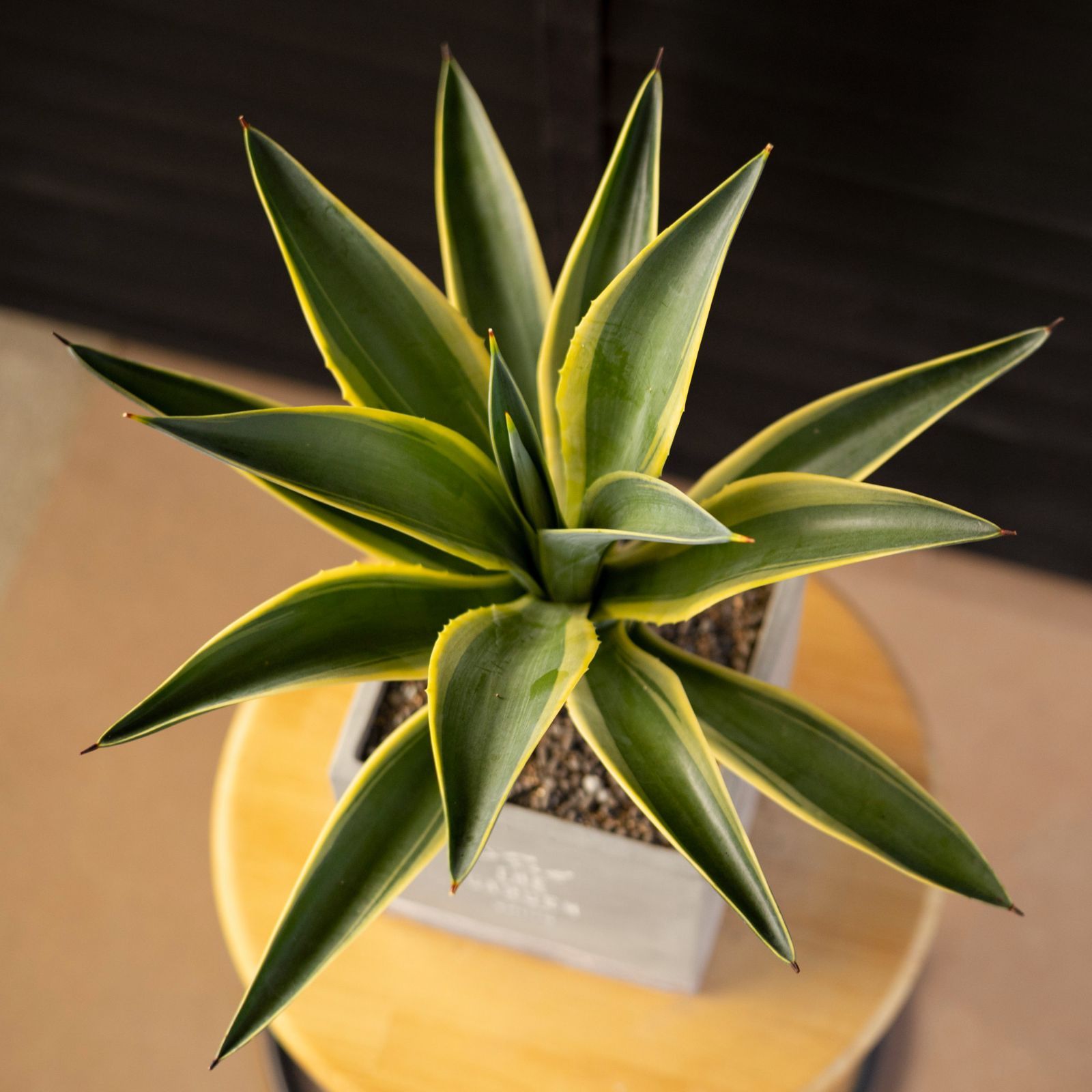 アガベ　デスメティアナ　デスメティアーナ　3色斑　特別斑 アガベ デスメティアナ デスメティアーナ 3色斑 特別斑 アガベ