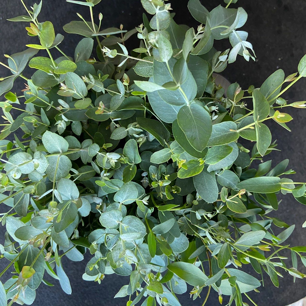 メルカリshops バラ 切り花 生花 ユーカリおまかせmix 30 50本 産地直送