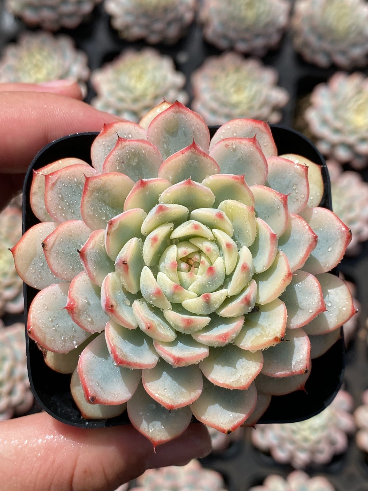 50株の抜き苗セット ブルーミニマ単頭 多肉植物 佐川急便発送 エケベリア 韓国苗 ZM1763