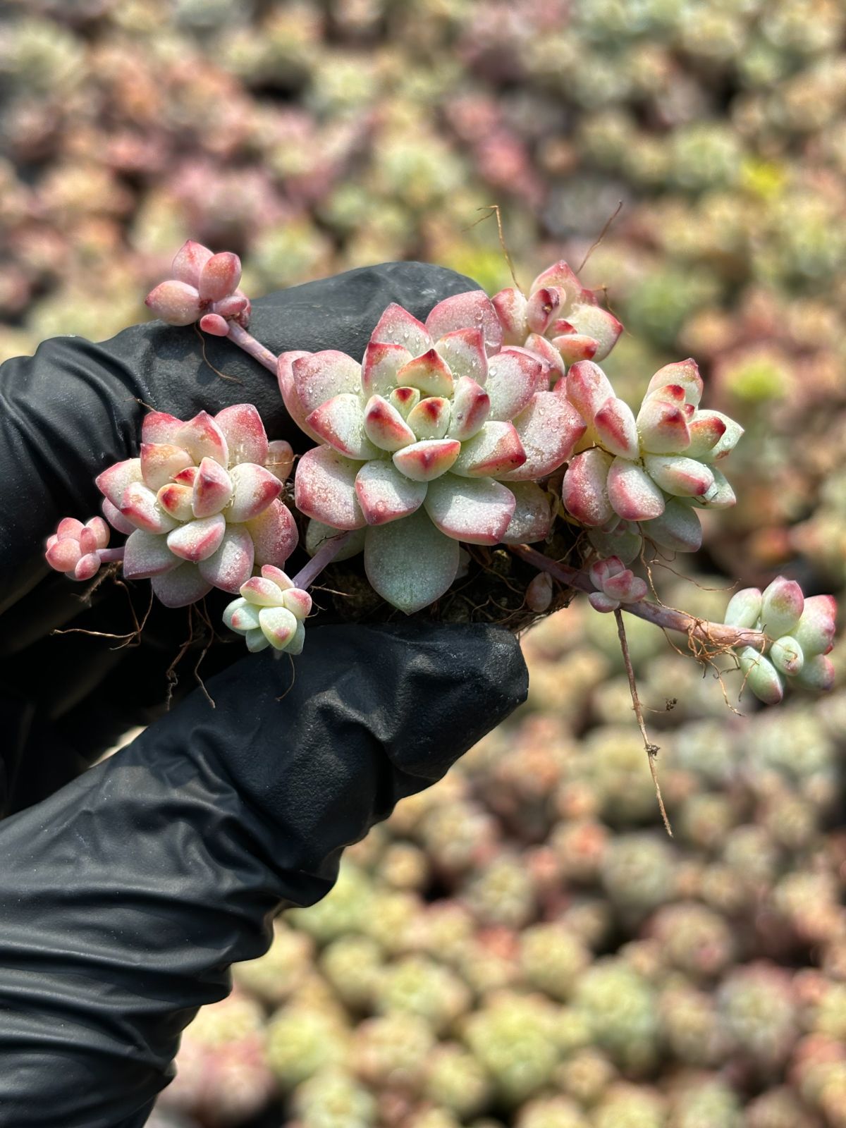 コレクション 新入荷 キャラメルの妖精 鮮やかな105苗セット 土と