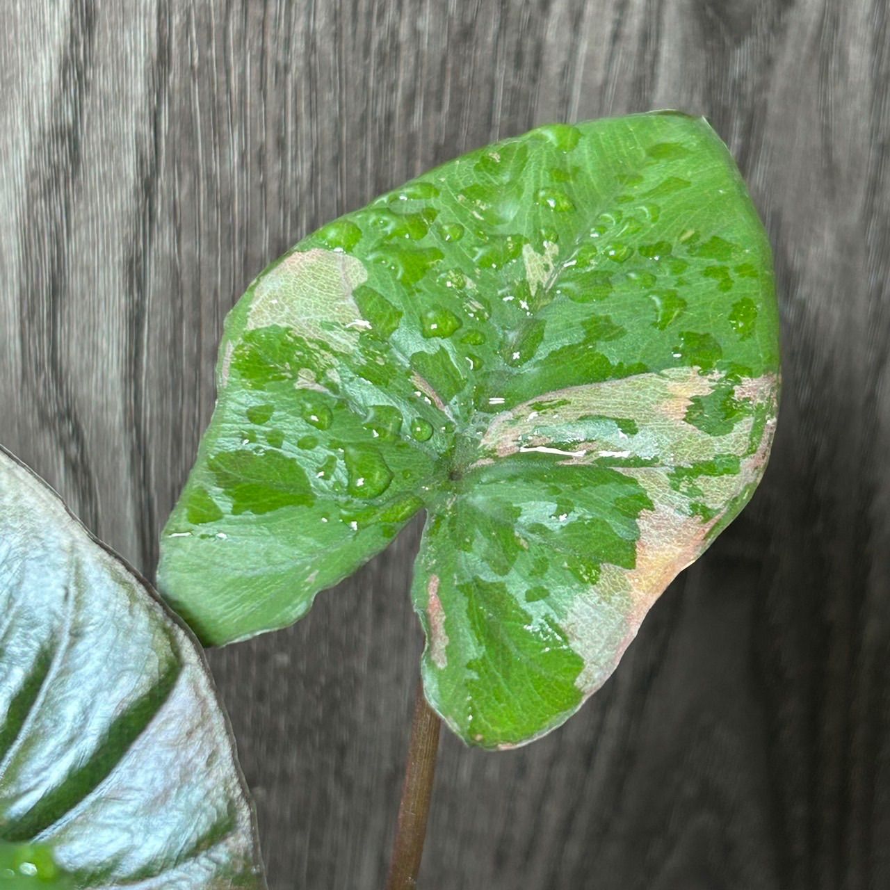 Alocasia serendipity pink variegated アロカシア セレンディピティ ピンク 斑入り - メルカリ