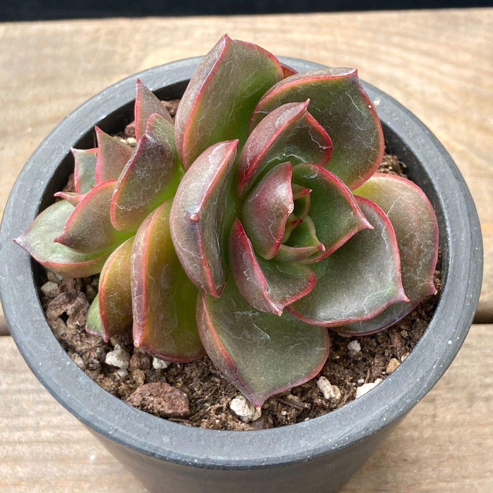 新入荷｜送料込】エケべリア 韓国苗 ロンギシマ X ブラック