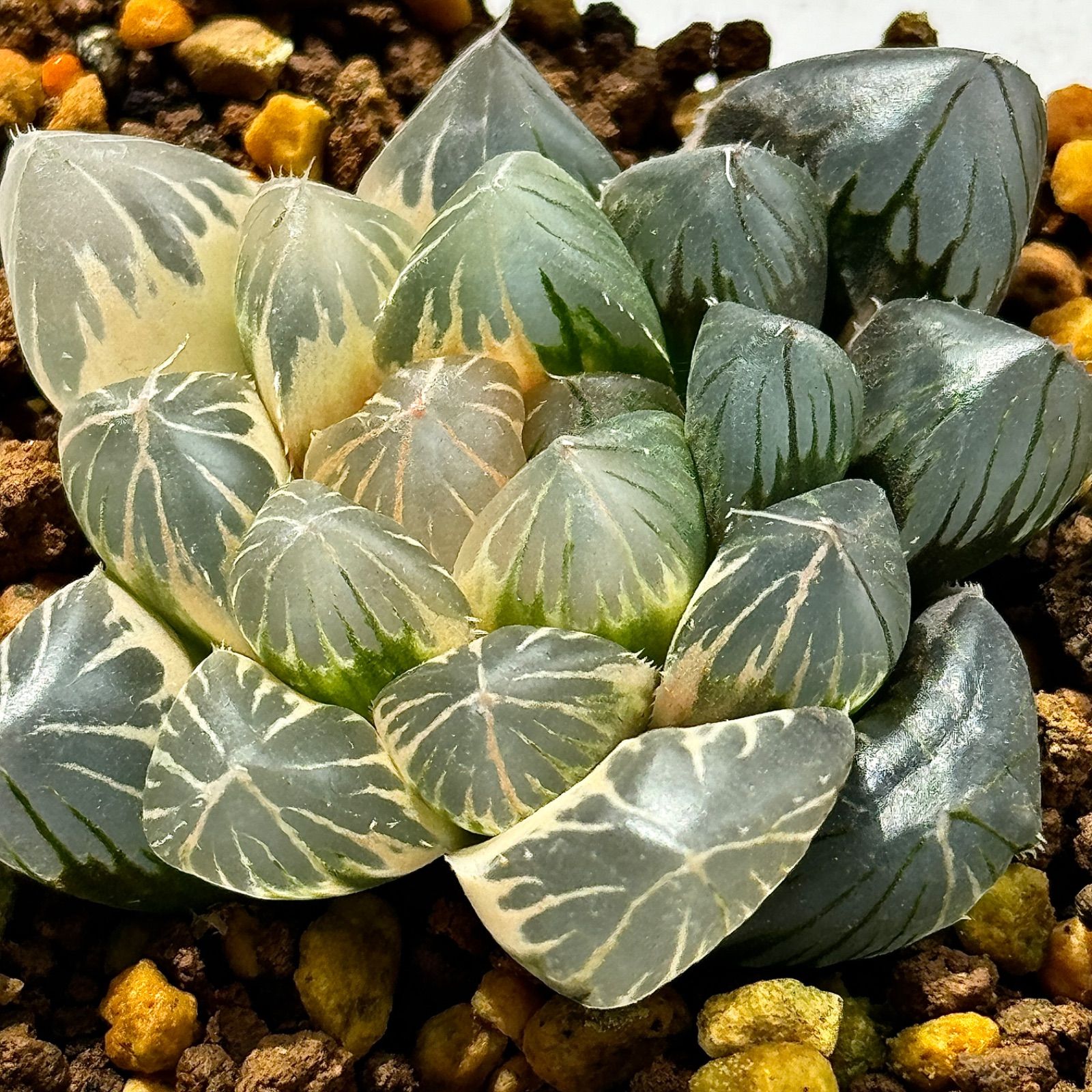 多肉植物 観葉植物 ハオルチア ハオルシア OMオブツーサ錦 糊斑 多肉植物 観葉植物 ハオルチア ハオルシア OMオブツーサ錦 糊斑