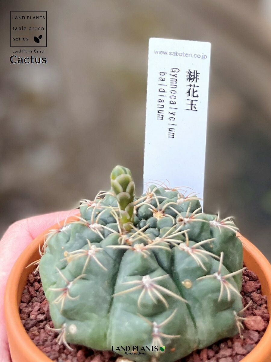 多肉植物】 サボテン（緋花玉：ヒカダマ） 3号 茶色 素焼き鉢