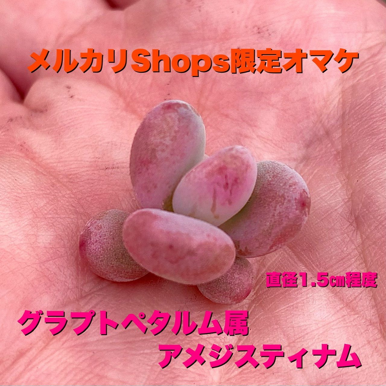 次回発送25日(金)です】多肉植物 カット苗15品種【1週間限定 27日まで