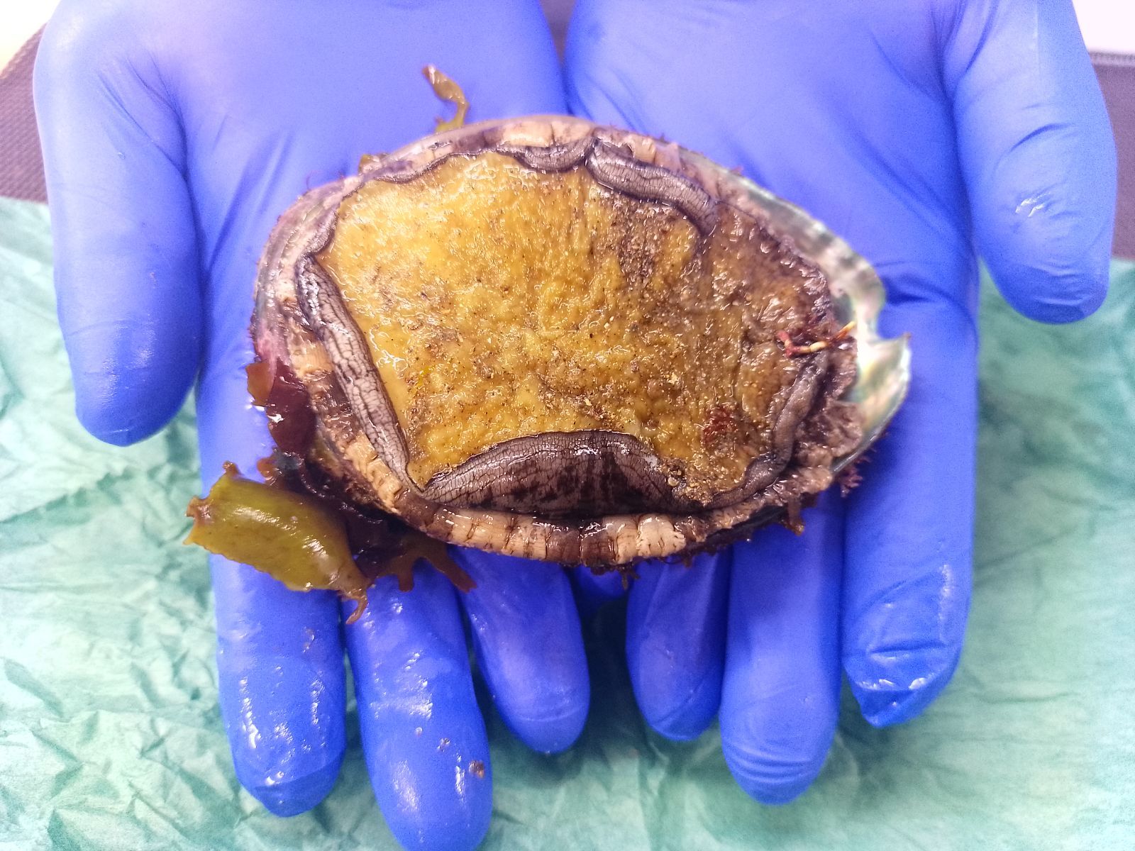 北海道産】乾燥黒ナマコA品500g キンコ 黒なまこ(110-120個前後