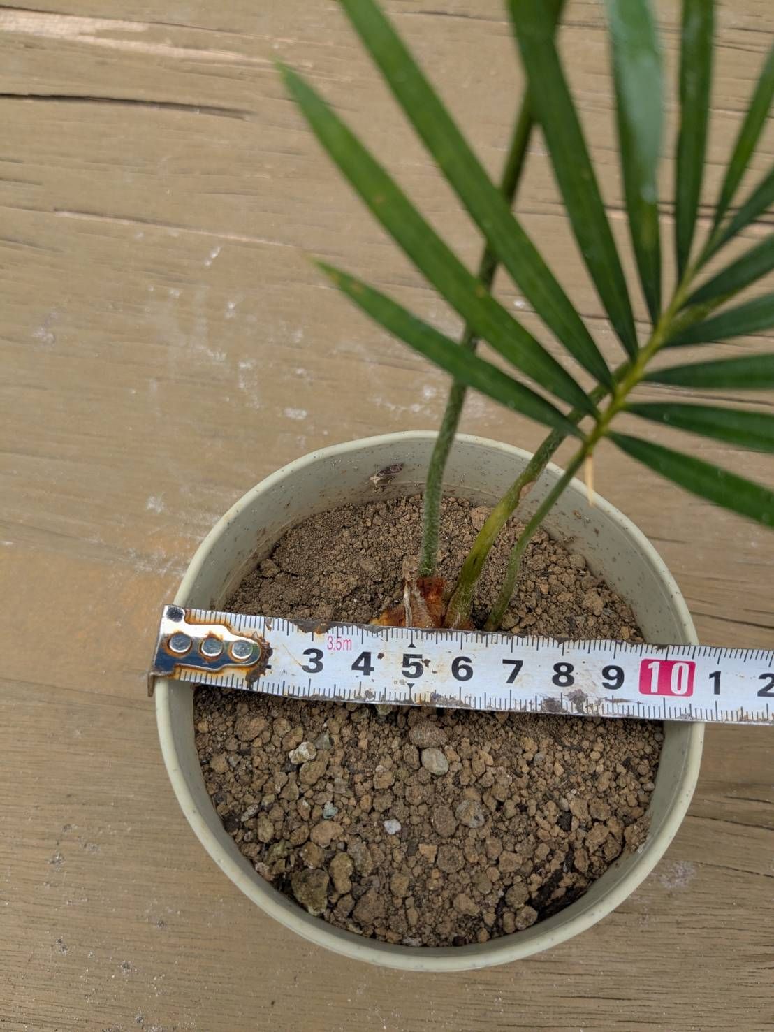 抜き苗発送】実生苗 ソテツ 蘇鉄 Cycas revoluta 2025-5-23-cr2 - メルカリ