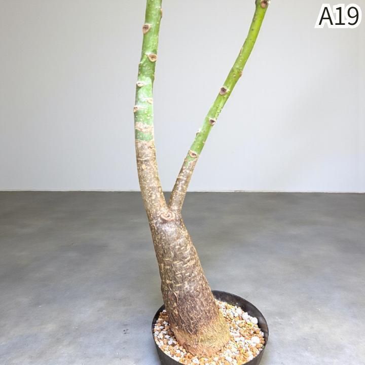 パキラ