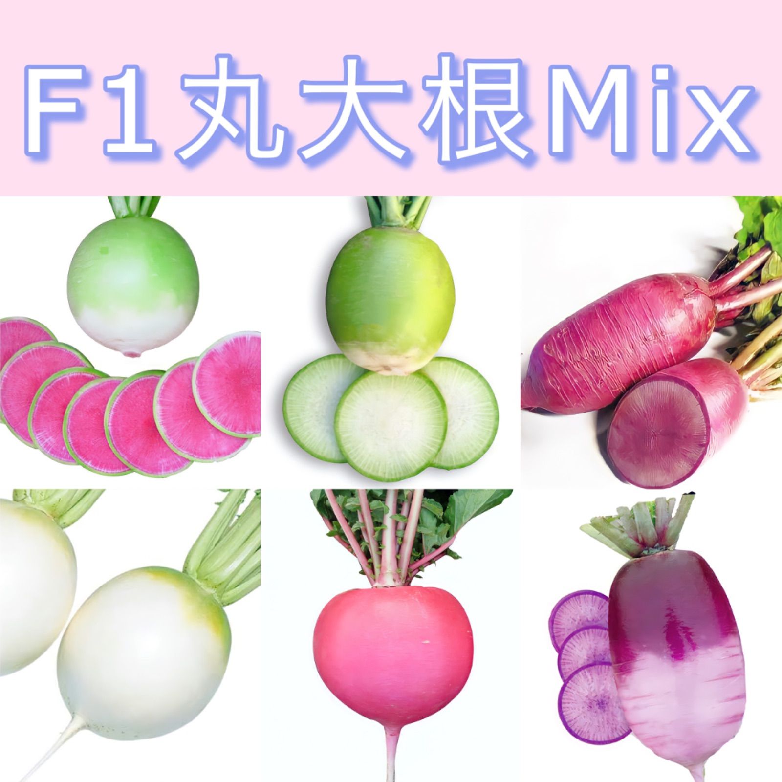 ☆彩り丸大根☆ Mix種子2.5㎖330円 小型ダイコン カラフル西洋野菜の種