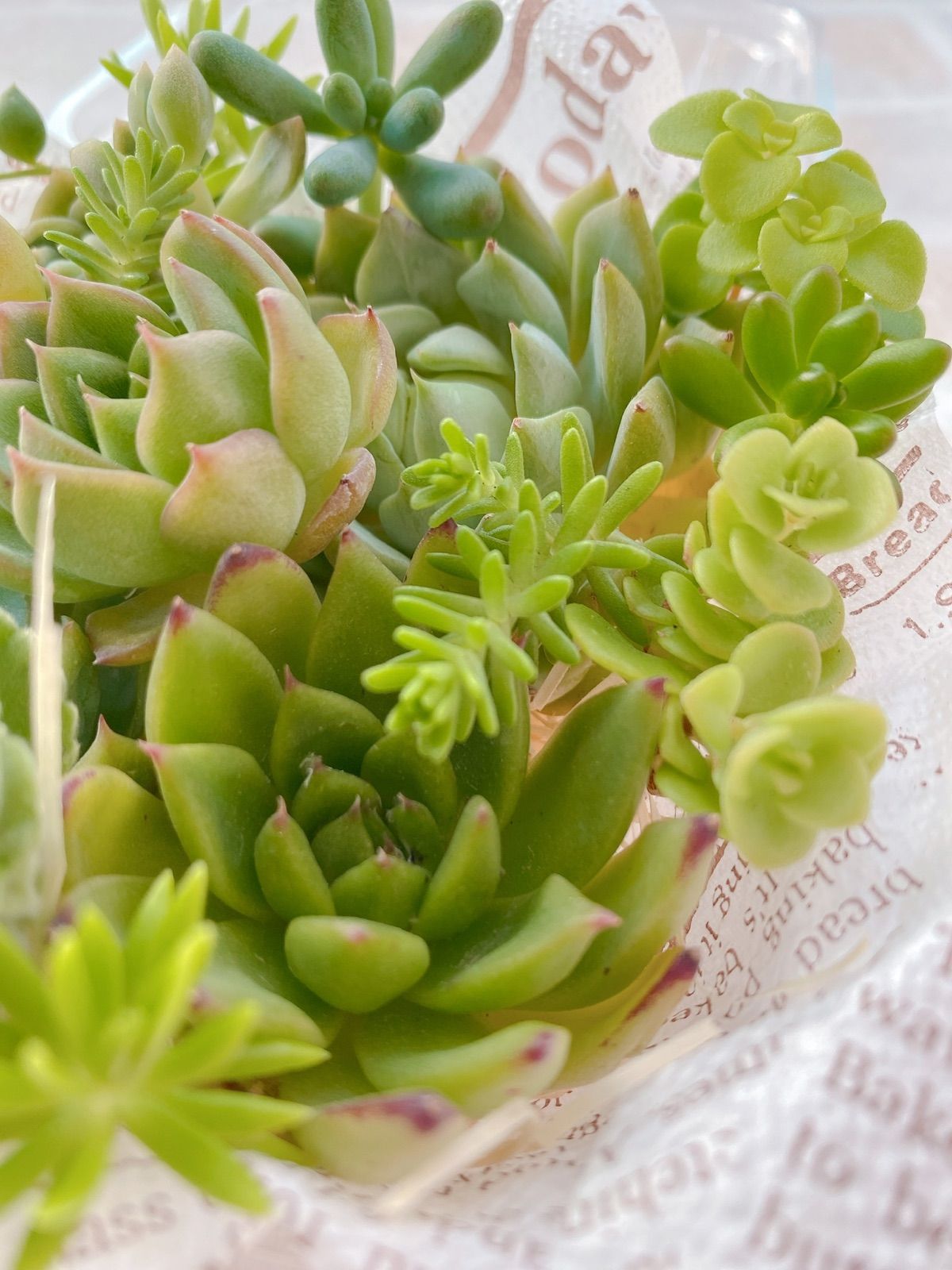 20.多肉植物 エケベリア 韓国苗 名無し