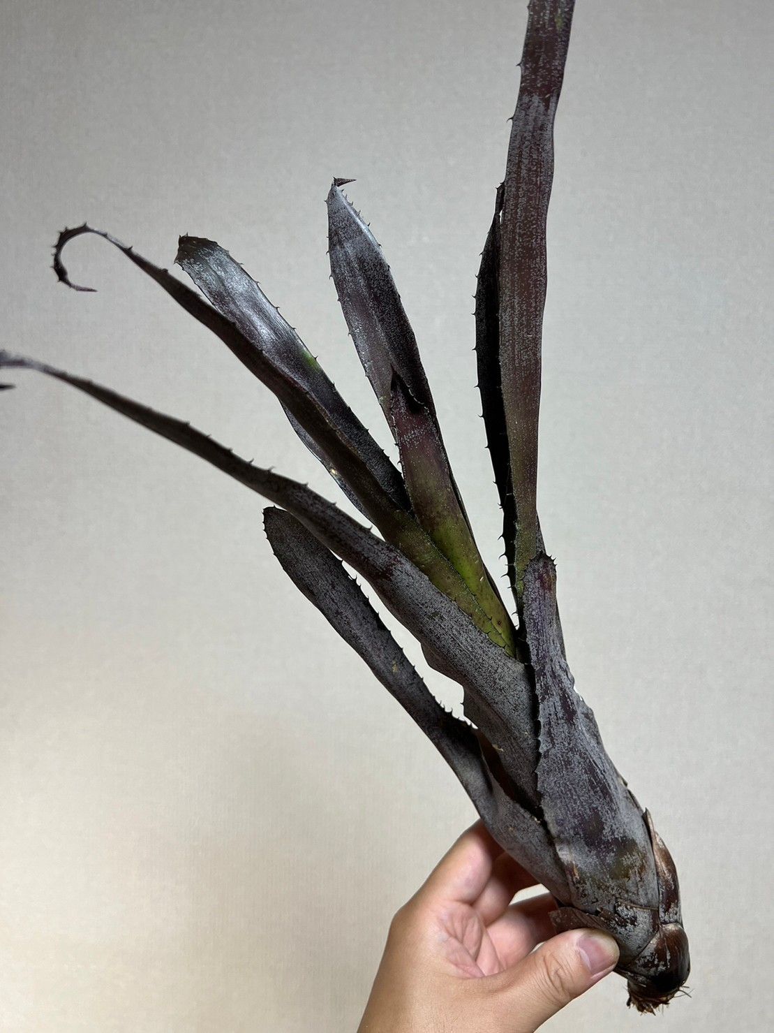 6. 大株 ▽Hohenbergia pennae x lemei (Red Clone)▽ ホヘンベルギア