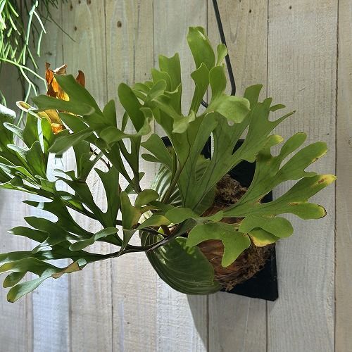 良型】XLサイズ ワイルドリドレイ ビカクシダ コウモリラン 良型】XL