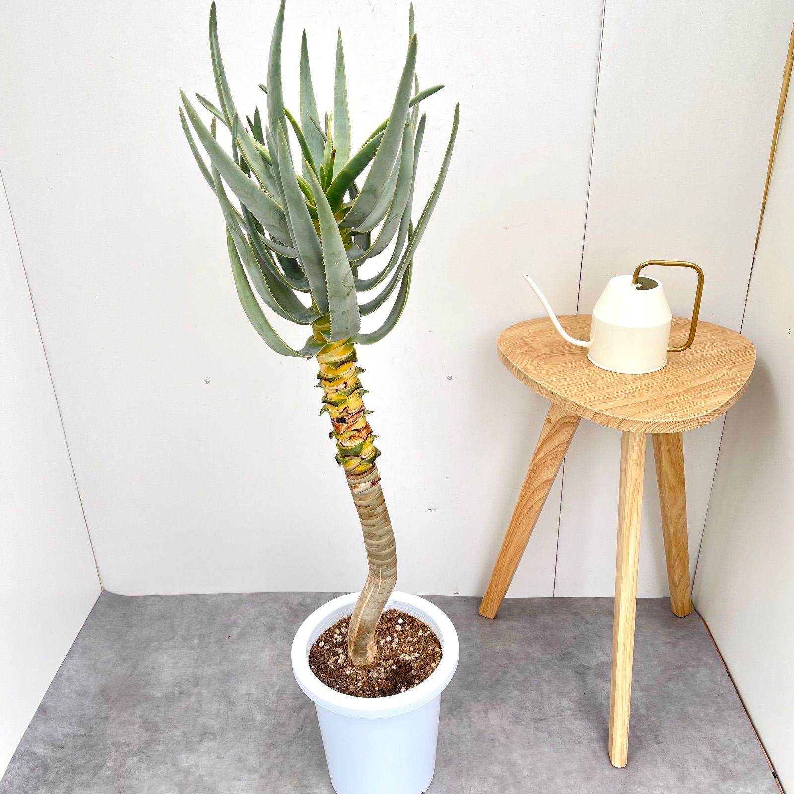 アロエ デコトマ 現品 観葉植物 室内 大型