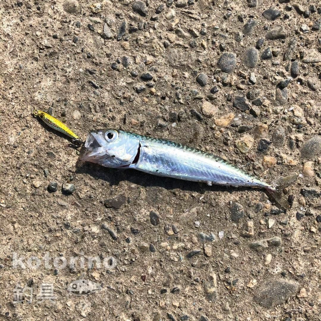 ルアー メタルジグ セット 6g マイクロジグ アジング 小型 ミニ ジグ