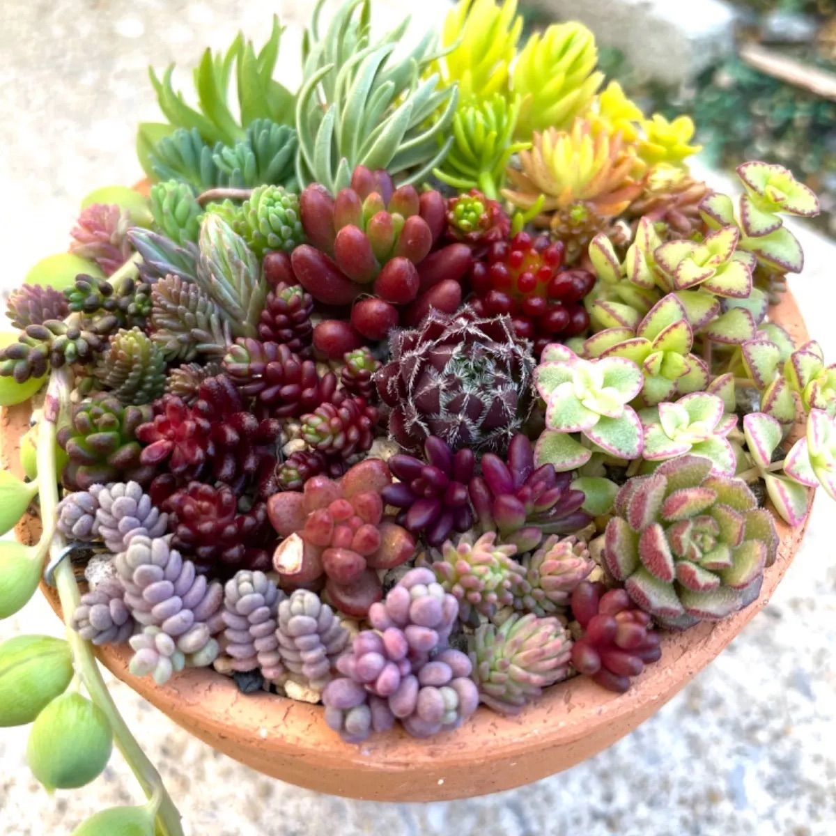 ☆メルカリ便発送☆ちまちま寄せ☆多肉植物寄せ植えセット