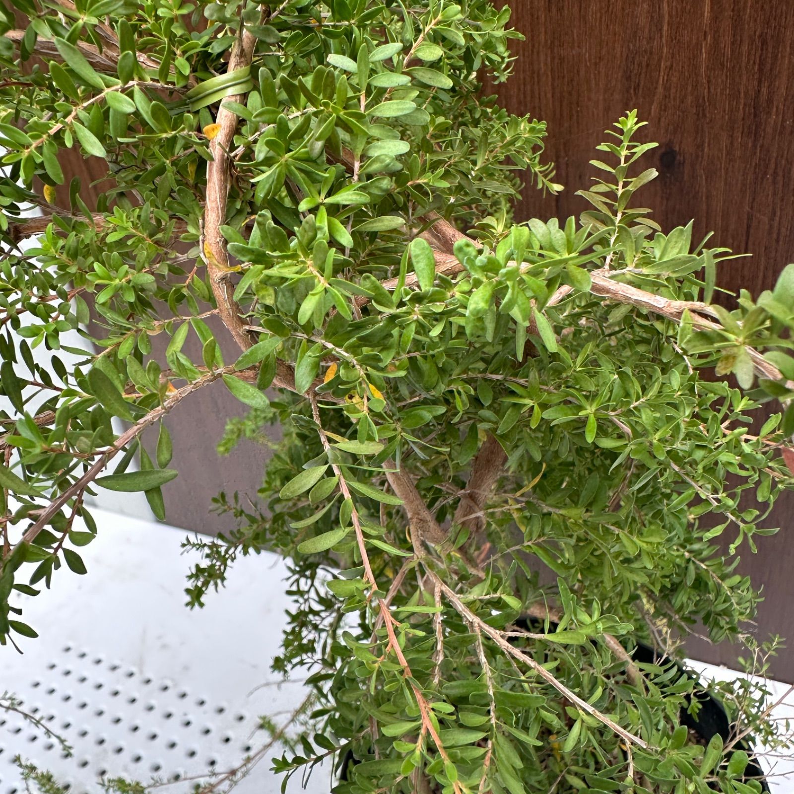 オージープランツ　希少品種　レプトスペルマム　バーチカルドロップ　特大 オージープランツ 希少品種 レプトスペルマム バーチカル