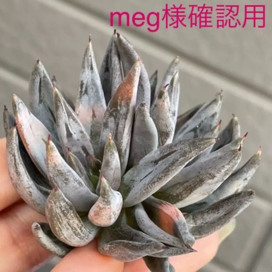 多肉植物 アンギキュラータ♡meg様専用 - インテリア♡アンズショップ