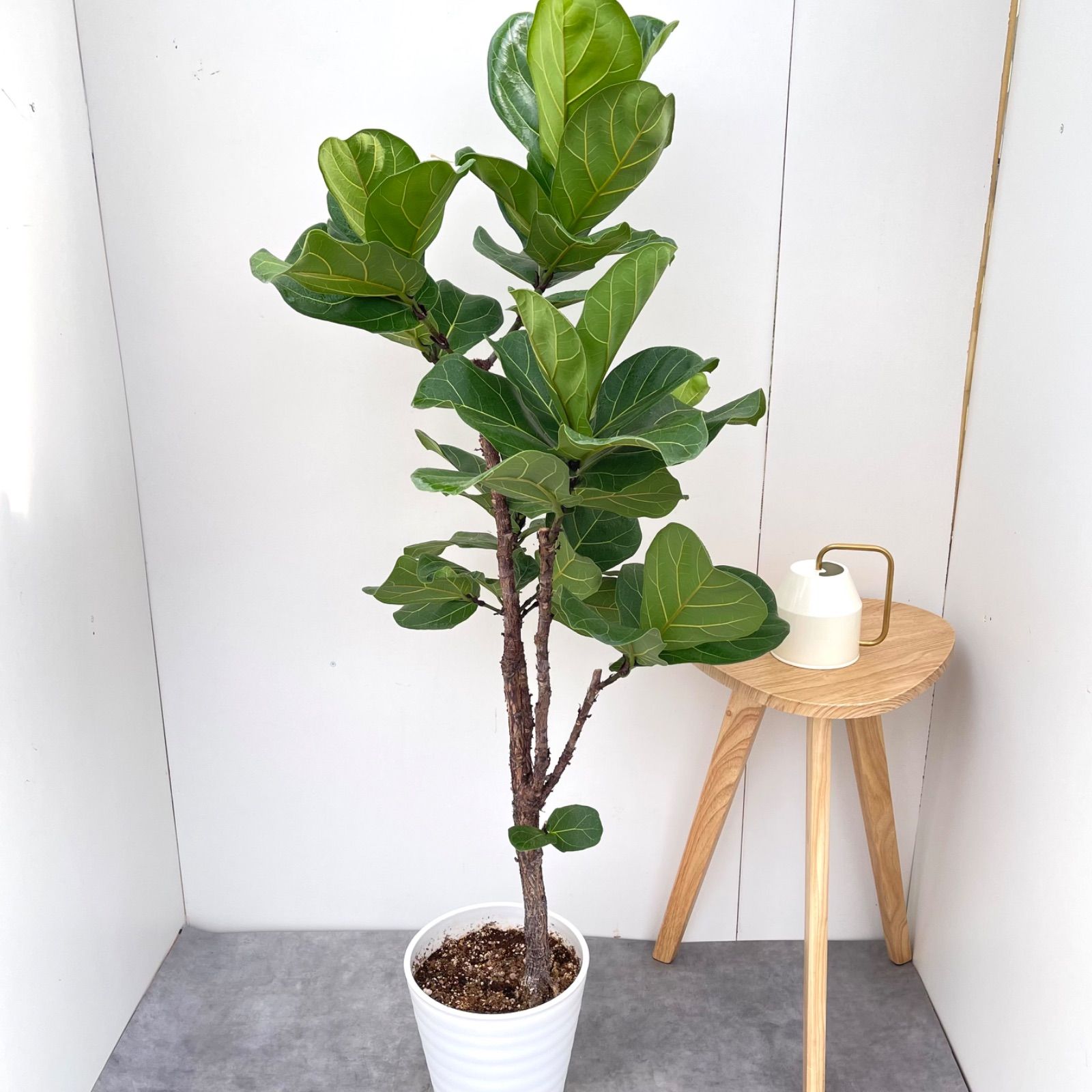 カシワバゴム フィカス リラータ 6【現品】観葉植物 大型 室内 カシワバゴム フィカス リラータ 6【現品】観葉植物 大型 室内