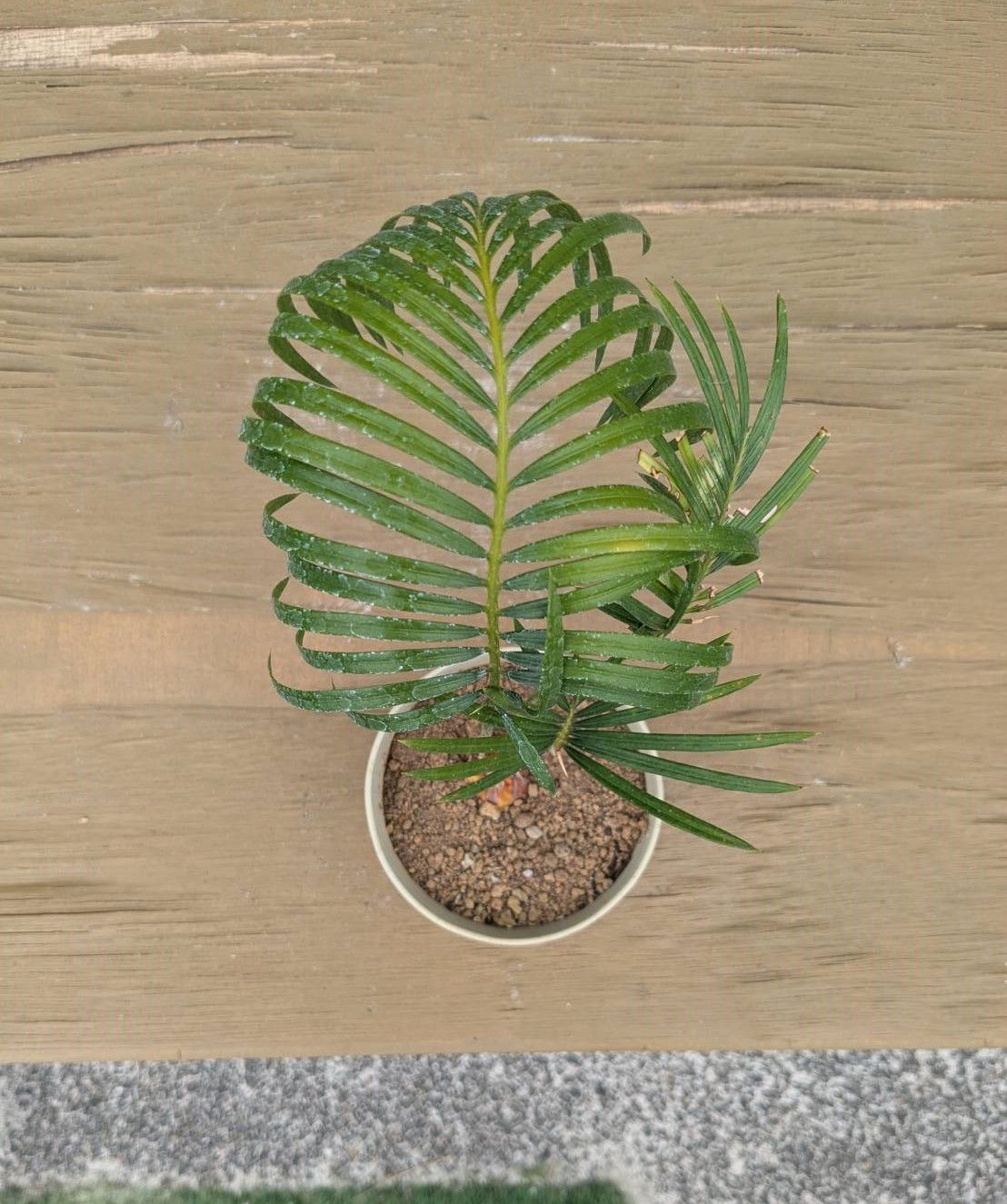 抜き苗発送】実生苗 ソテツ 蘇鉄 Cycas revoluta 2025-5-23-cr2 - メルカリ