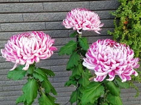 大菊 大菊厚物菊苗3株 3種類の中から選択も可能 - メルカリ