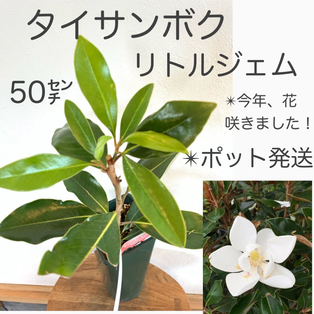 タイサンボク リトルジェム 苗・苗木① ☆数限定です！ ☆若木のうち