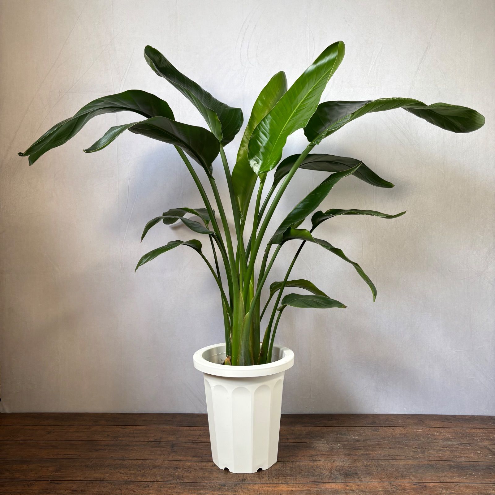 ストレリチア オーガスタ 3株植え 大型 人気 観葉植物 - メルカリ