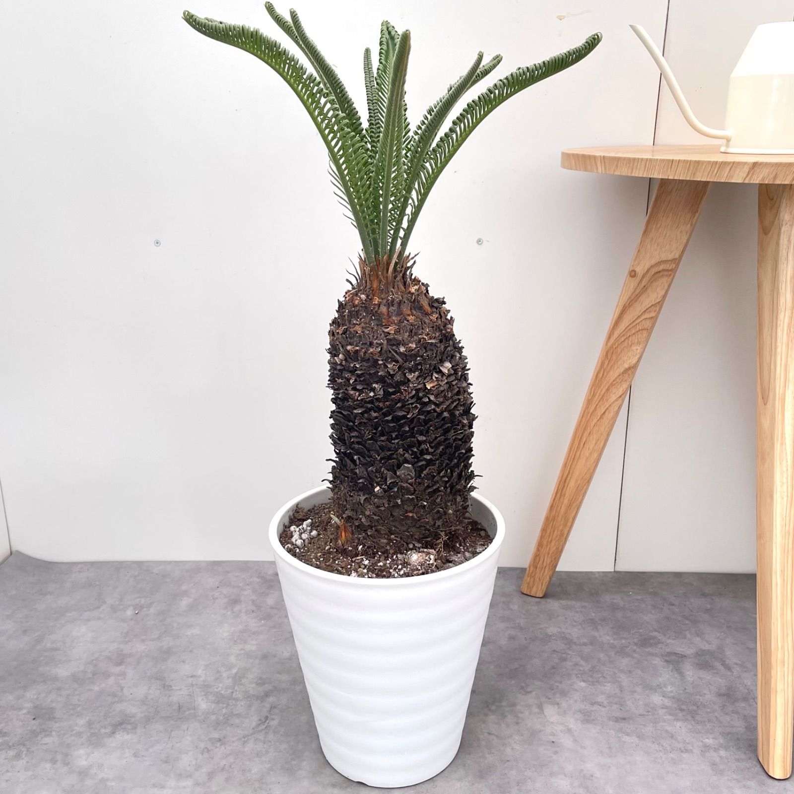 ソテツ 蘇鉄 観葉植物（大型） 【公式通販】