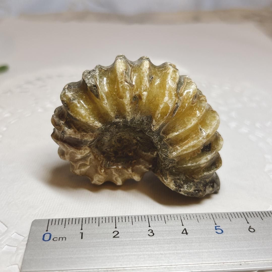 E15071】 アンモナイト ドゥビレイセラス 突起のある 珍しい