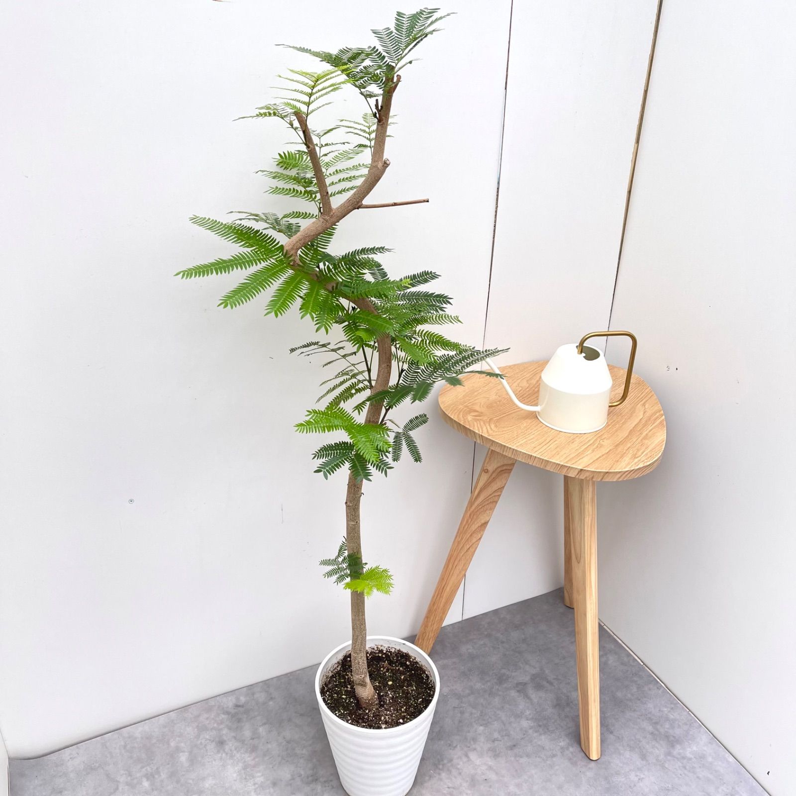 エバーフレッシュ　観葉植物　曲がり　7号　約100センチ エバーフレッシュ 曲がり 5【現品】観葉植物 室内 7号 - メルカリ