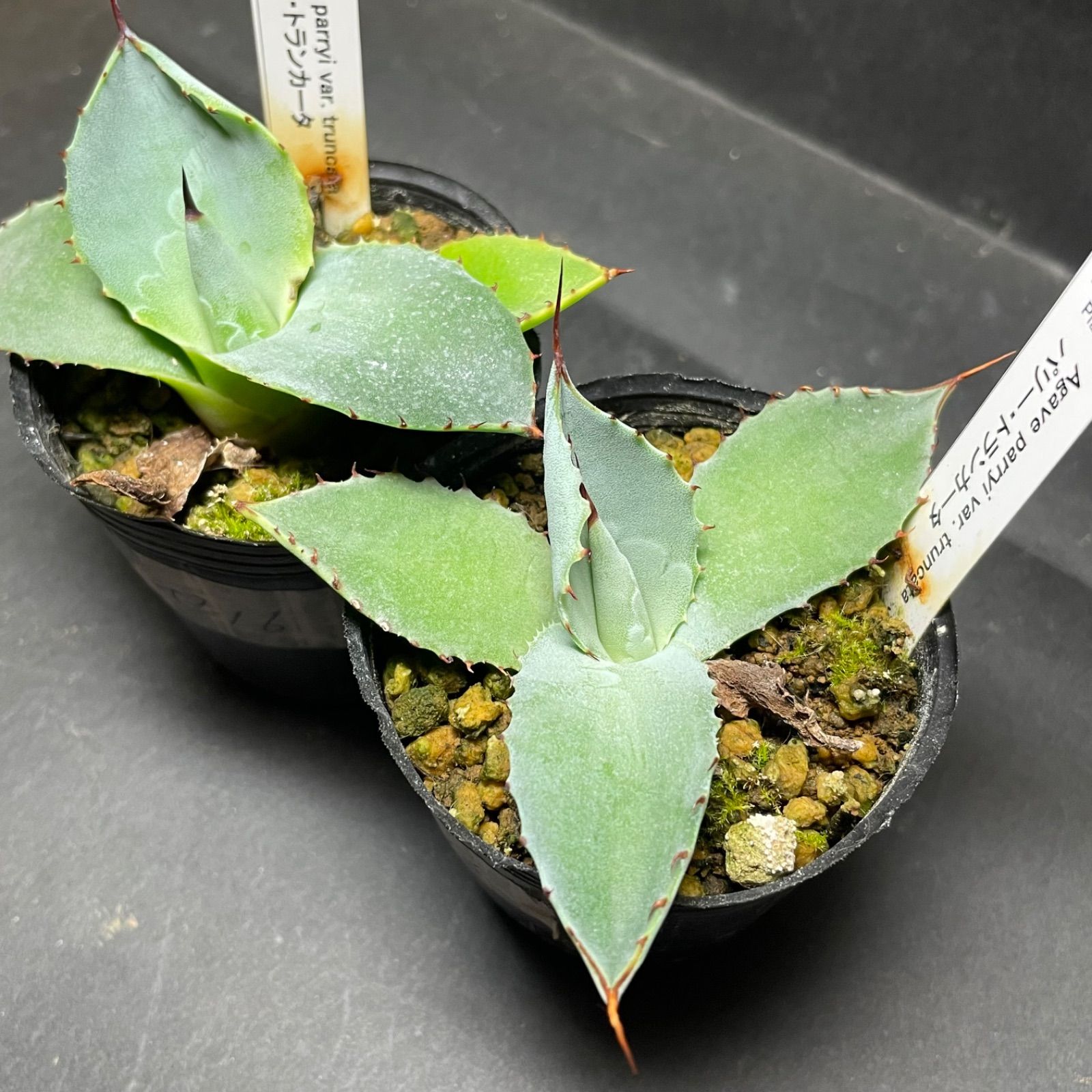 t-003 アガベパリートランカータ実生2株 Agave parryi var. truncata seeding - メルカリ