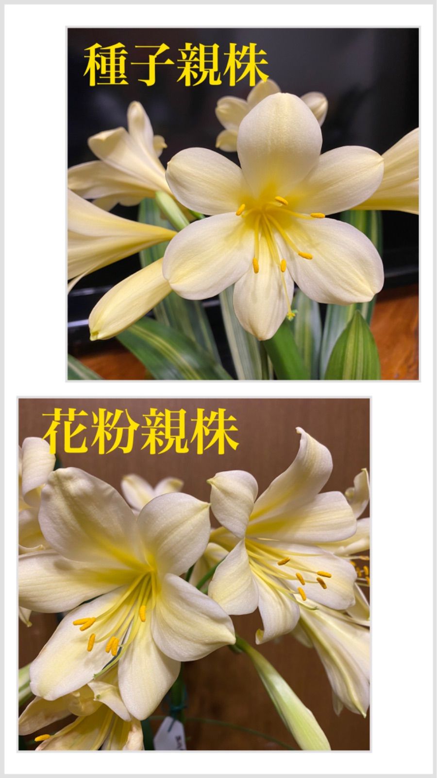 クンシラン　縞　交配種 君子蘭2023交配種子(BO)黄花縞①✖️(シリウス✖️グリーン